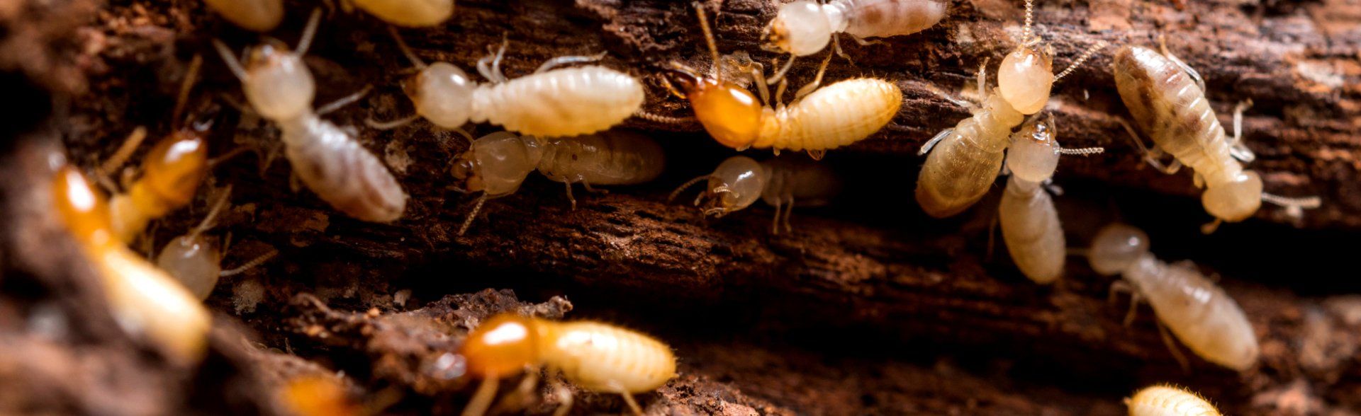 Termite inspection and Infestation Central Coast