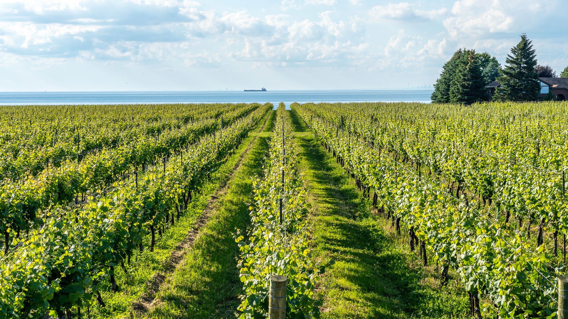 A vineyard with rows of vines growing next to the ocean.