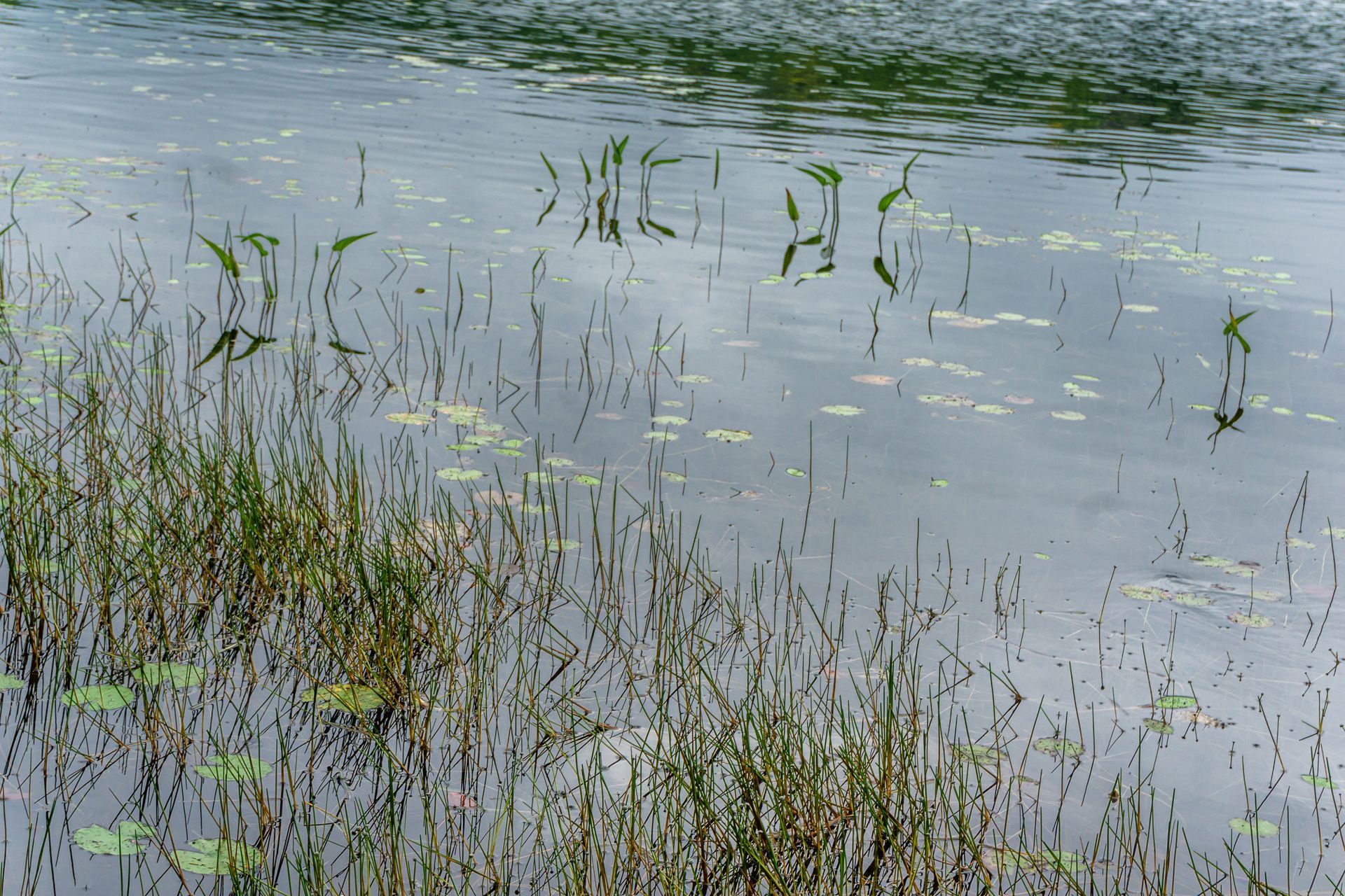 a large body of water with a lot of grass in it