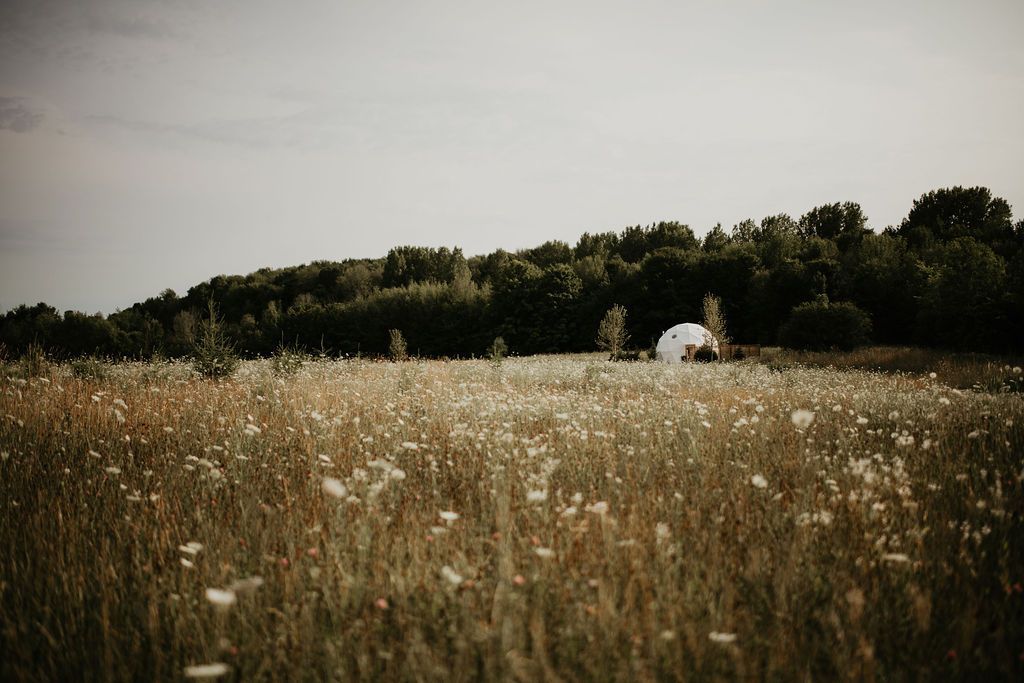 A tent is sitting in the middle of a field of tall grass.