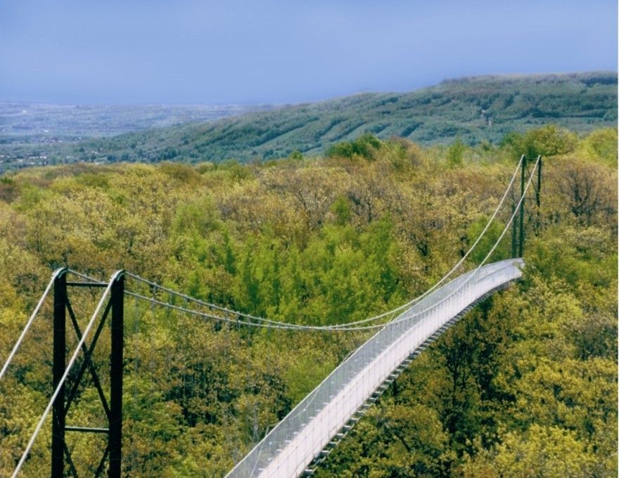 An aerial view of a suspension bridge over a forest.