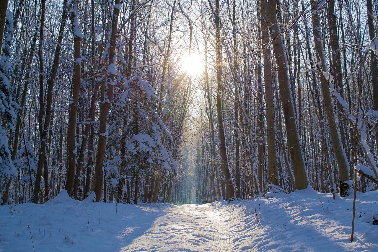 The sun is shining through the trees in the snow