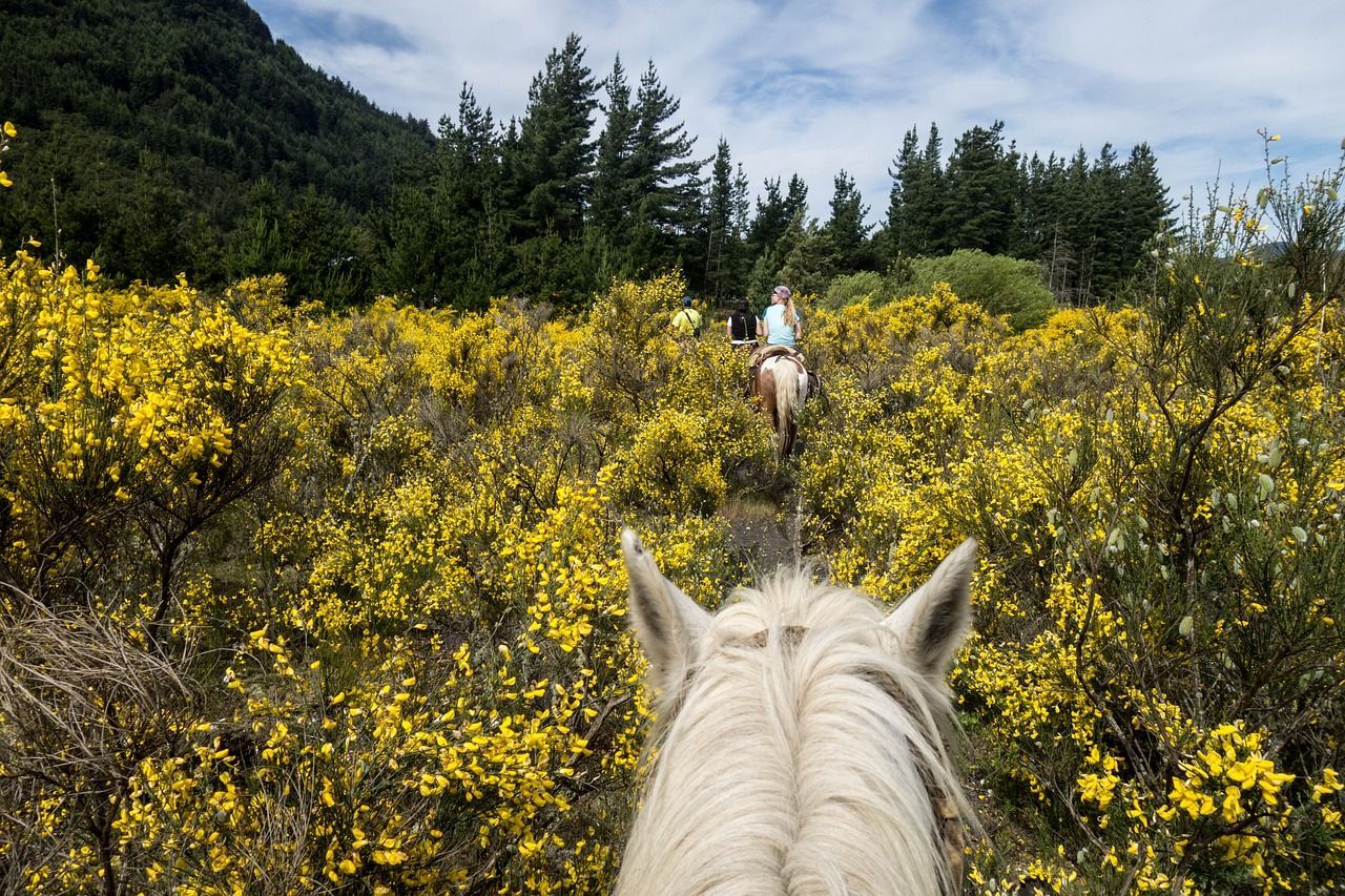 A person is riding a horse through a field of yellow flowers.