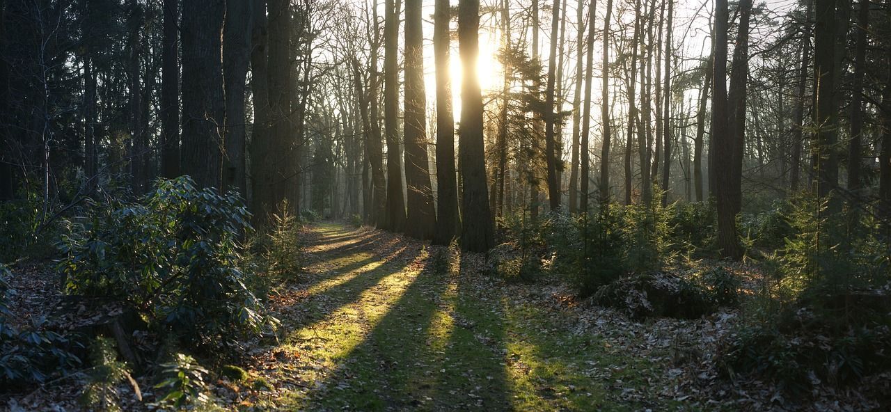 The sun is shining through the trees in the forest