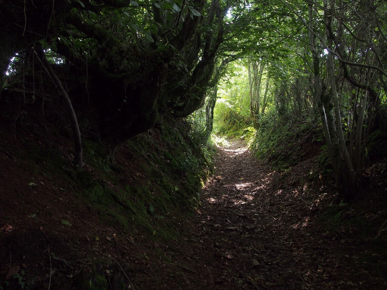A path in the woods with trees and leaves on the ground.