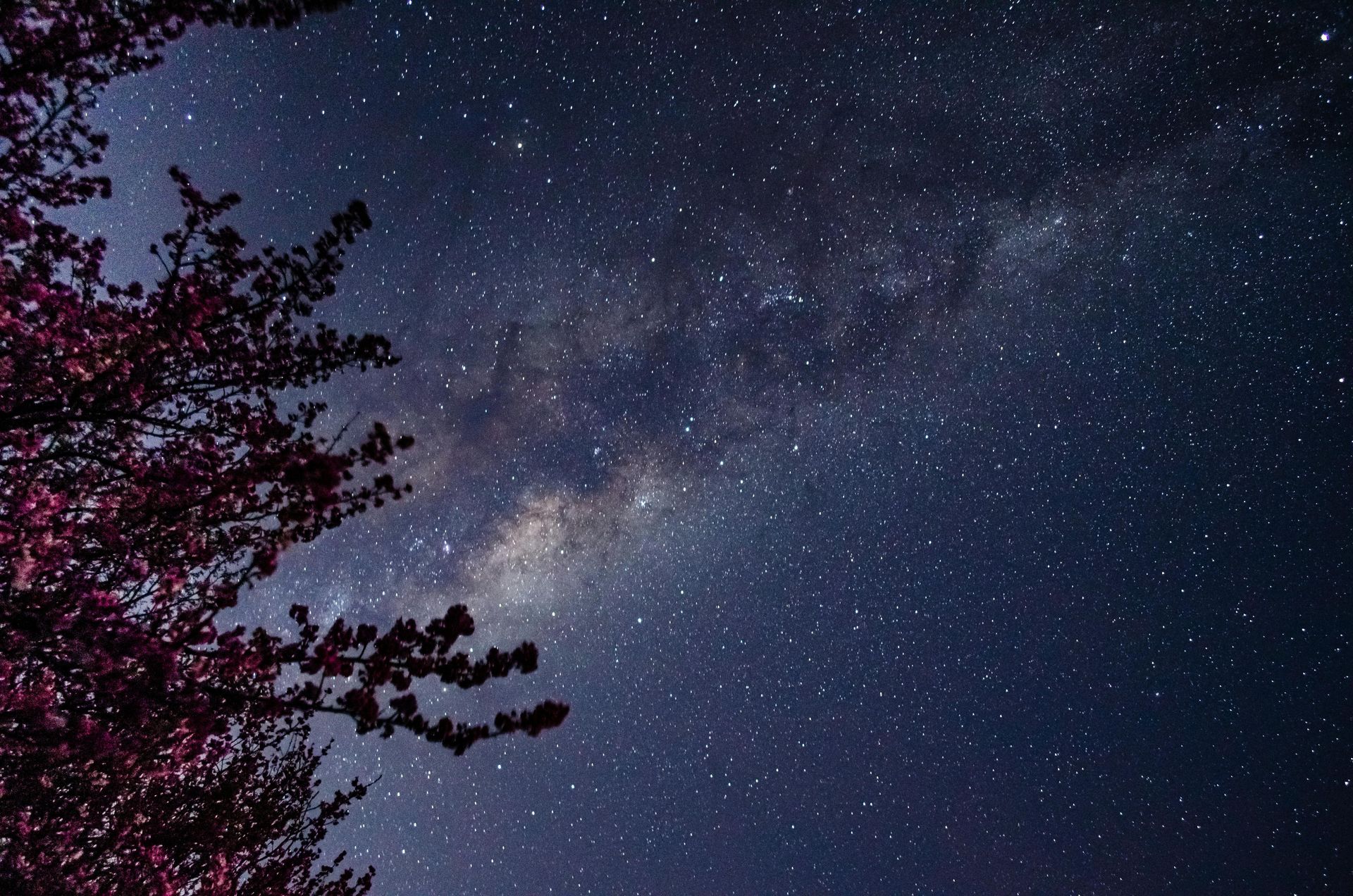 A tree is silhouetted against a starry night sky