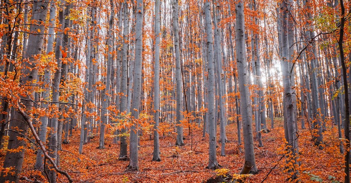 The sun is shining through the trees in the autumn forest.