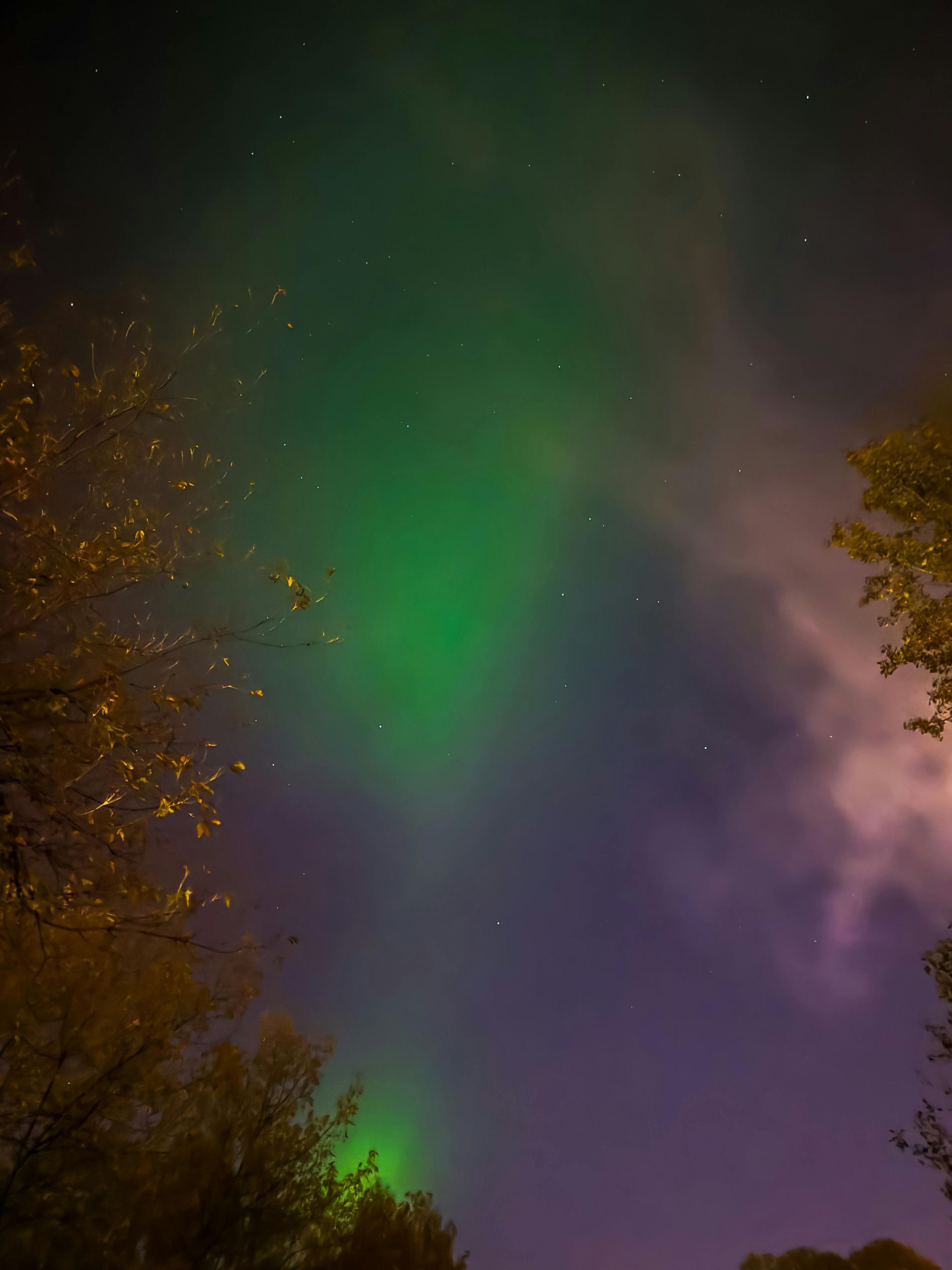 The aurora borealis is visible in the night sky above the trees.