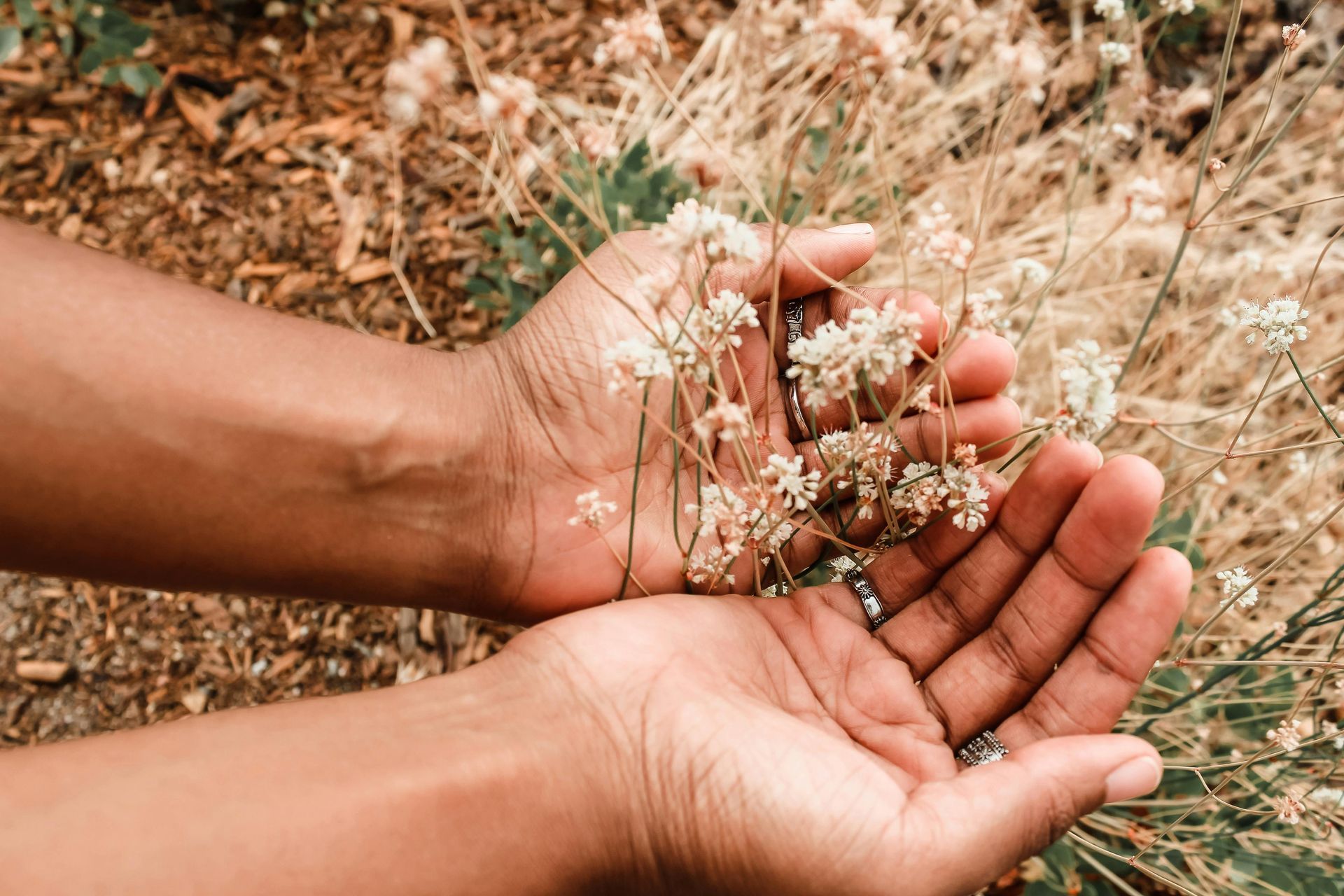 Hands cupping small, delicate white flowers, earthy brown background.