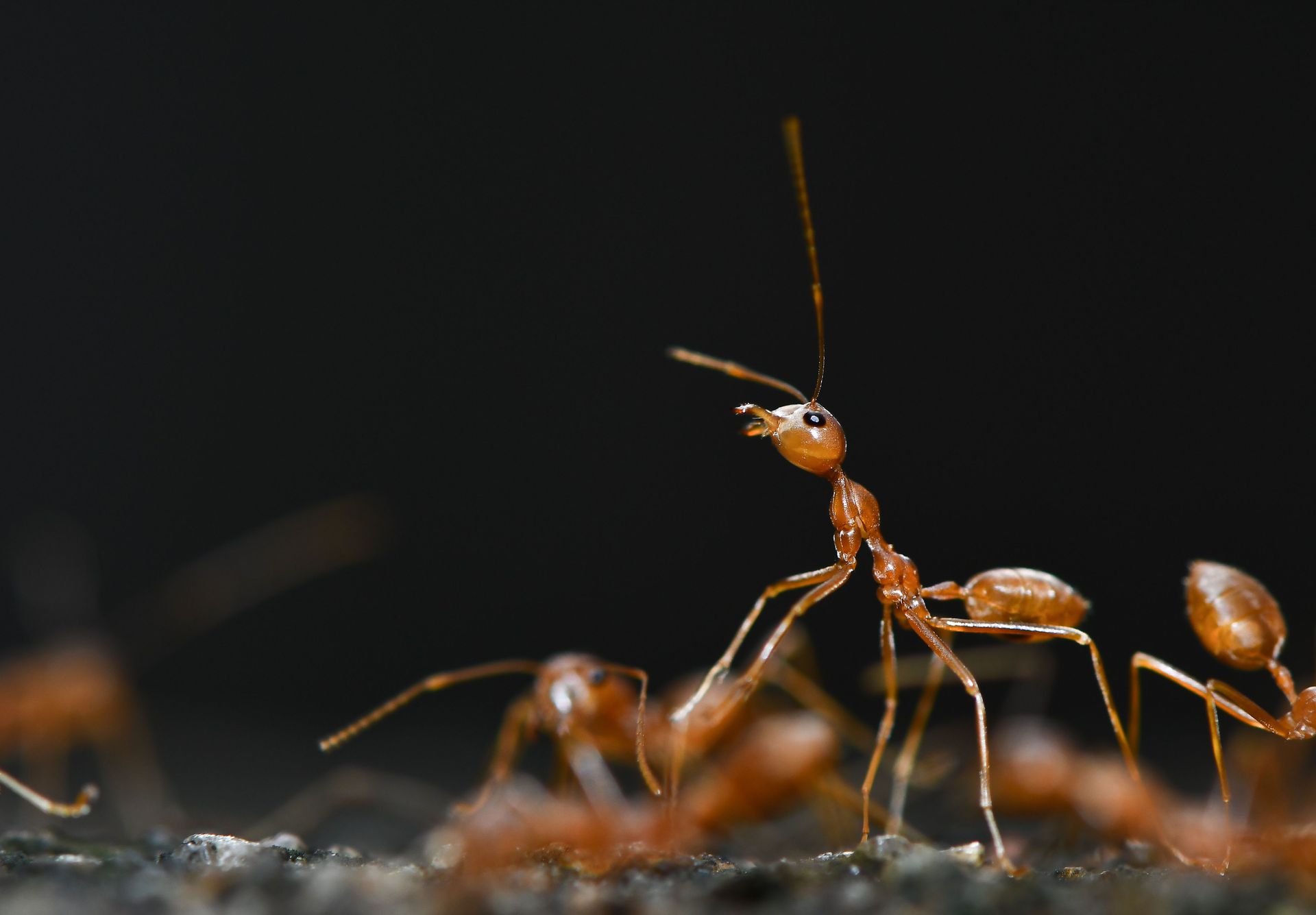 handle insect infestation such as ants and bed bugs.