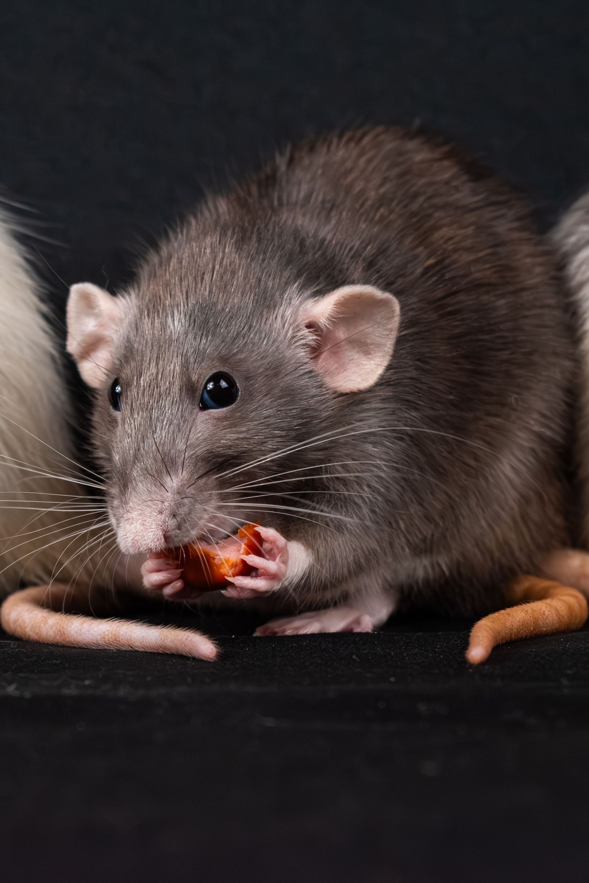 rodent rat in someones home in Surbiton before the pest control arrived.