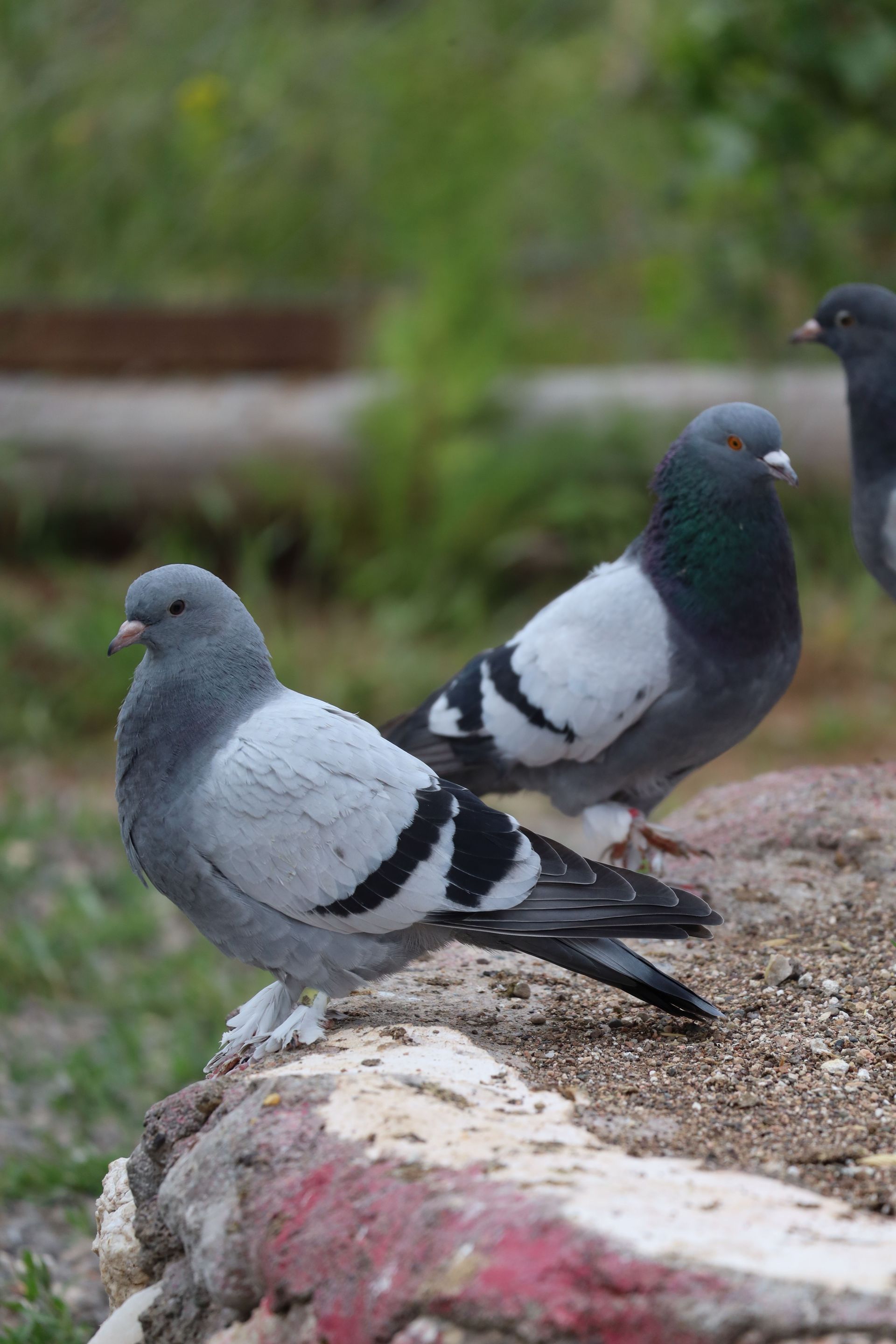 handle bird control in Surbiton