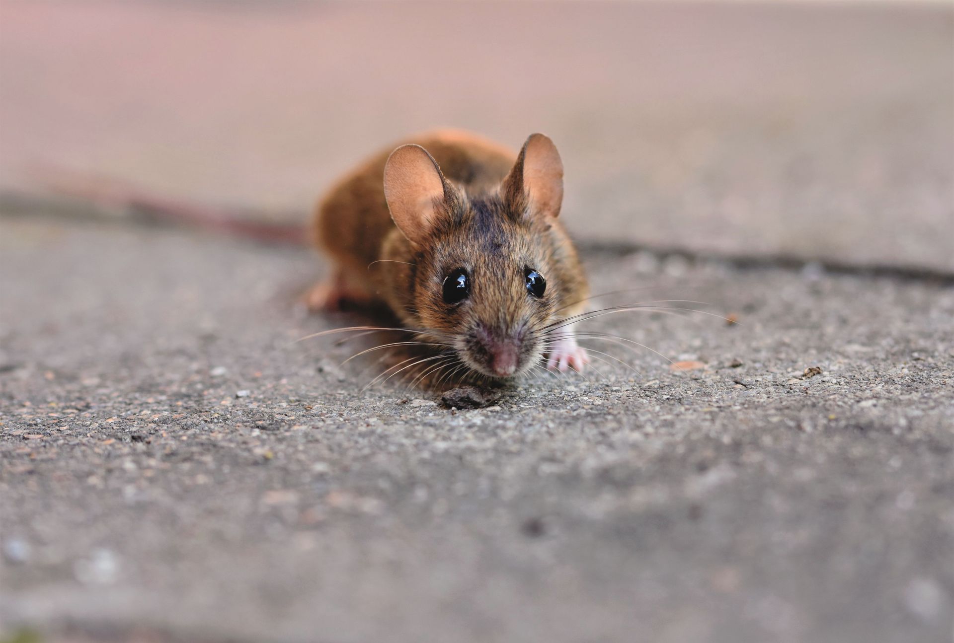 rodent mouse in someones home in Surbiton before the pest control arrived.