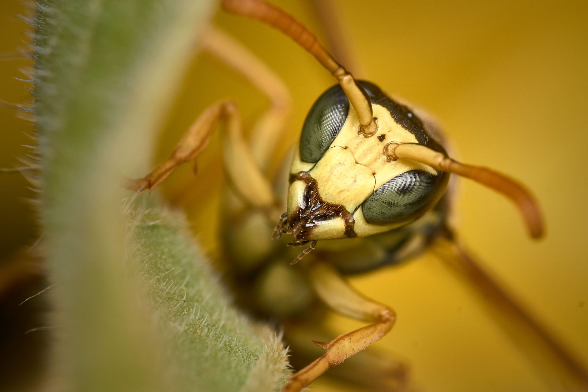 wasp removal in Surbiton
