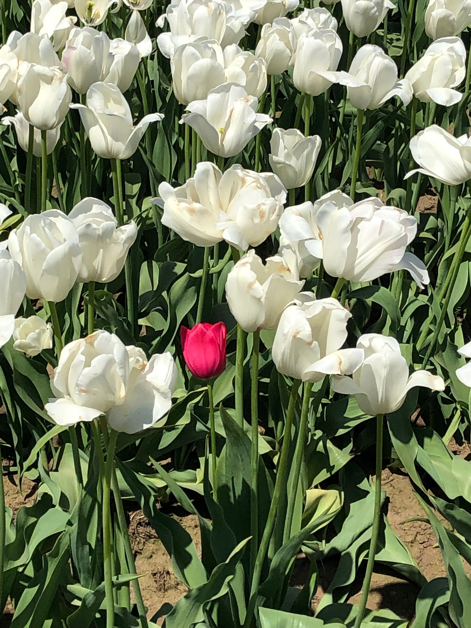 Tulips in a field