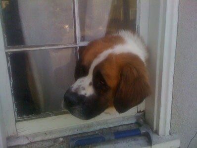 Saint Bernard Broken Window Glass Repair by Fast Glass of  Long Beach