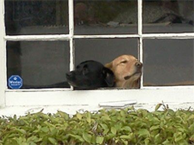 Dogs stuck in a glass window -  Glass Repair by Fast Glass of  Long Beach