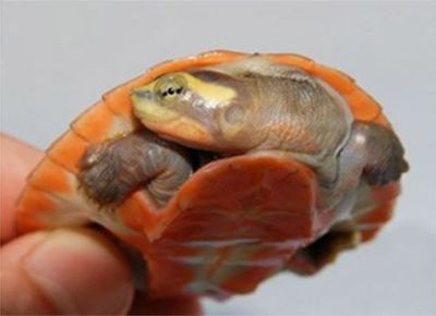 Schildpad in s-vorm in schild