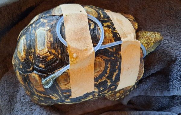 Schildpad met een voedingssonde