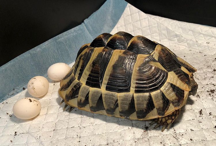 Bij reptielendierenarts legt de schildpad de eitjes