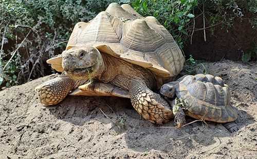 Afrikaanse sporenschildpad