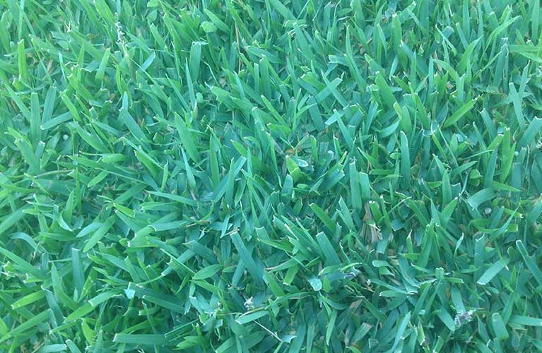 empire zoysia grass