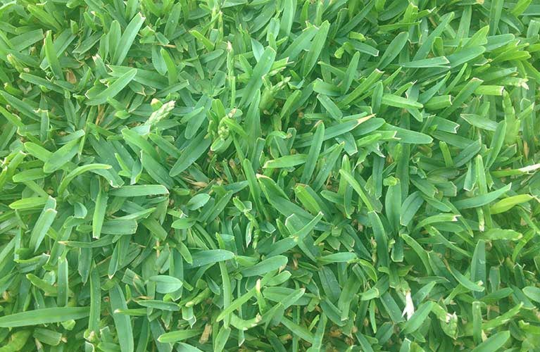 sapphire grass