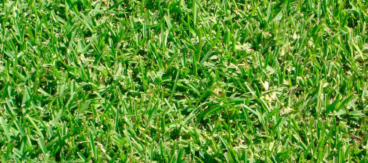 An image of Palmetto Buffalo turf available in Perth