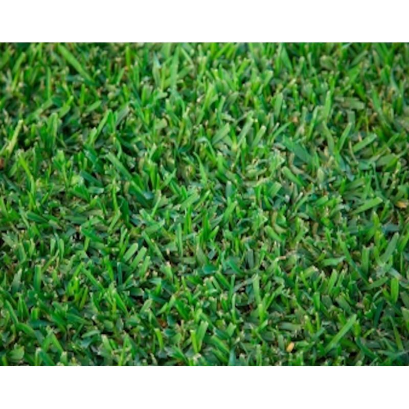 empress zoysia grass