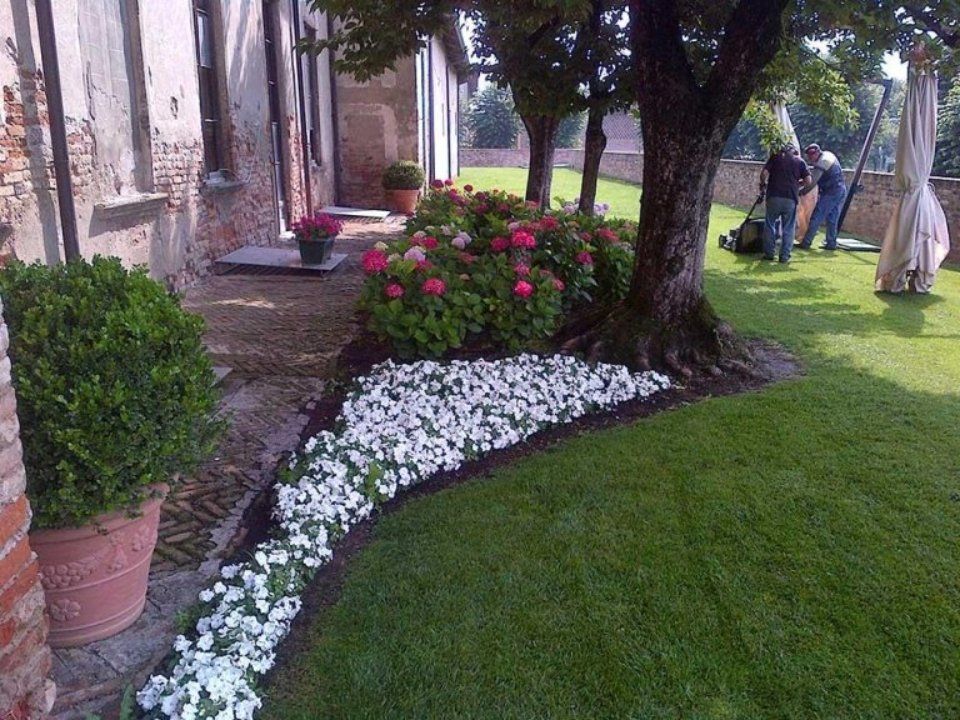 Aiuola con fiori bianchi