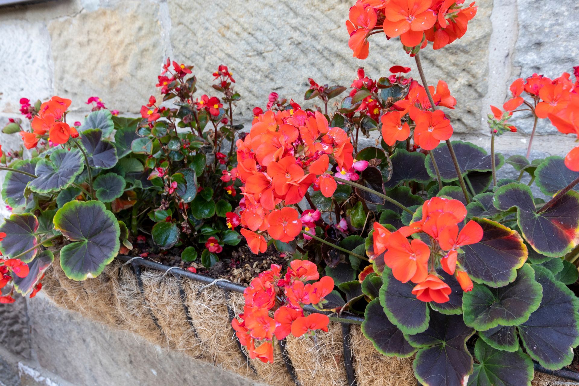 A planter filled with red flowers and green leaves