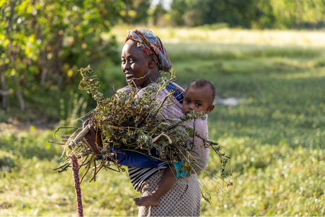 A woman is carrying a baby on her back in a field.