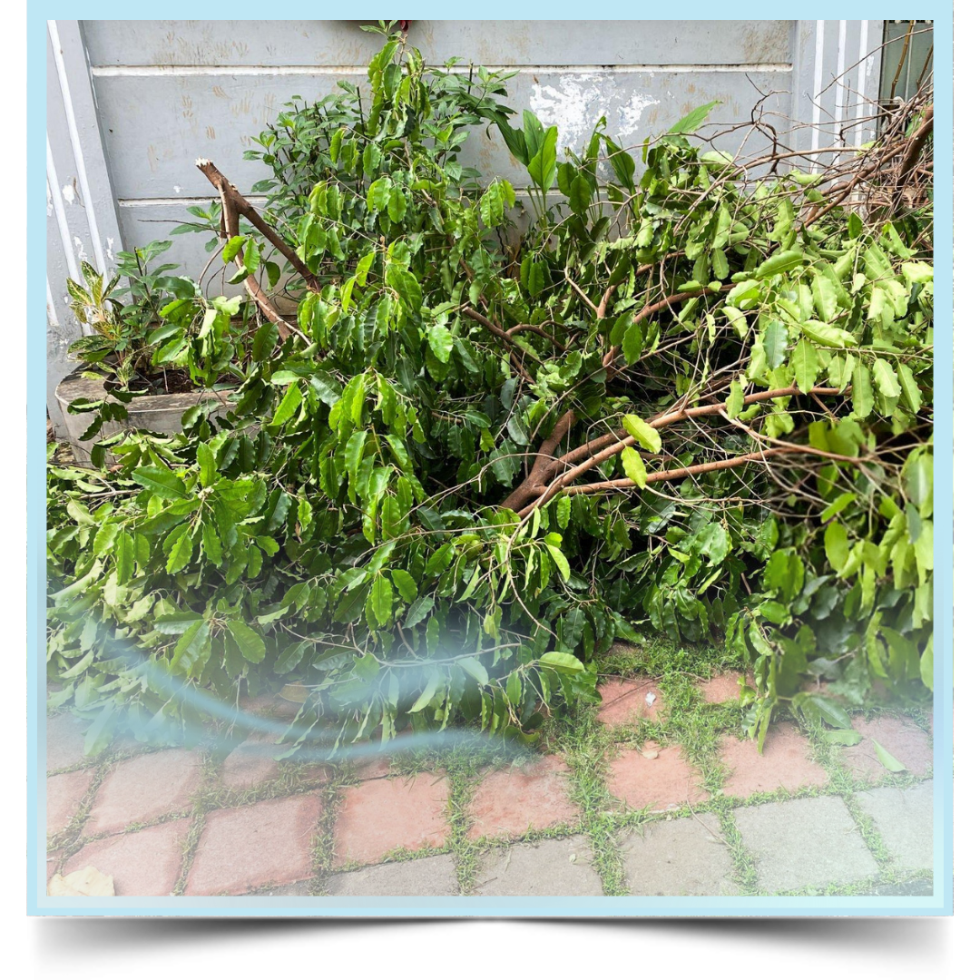Junk pile outside the house