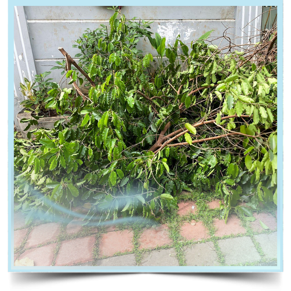 Junk pile outside the house
