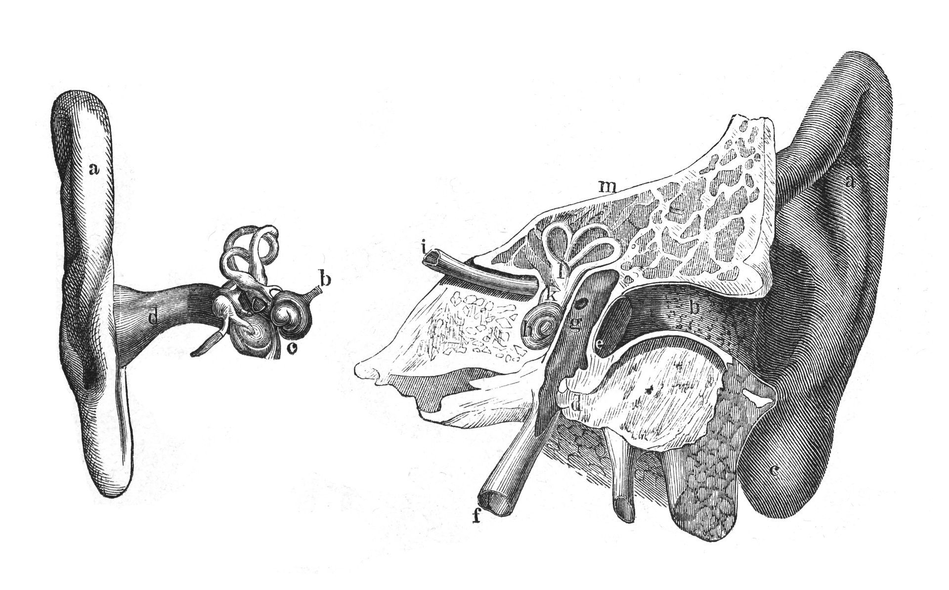 Mynd af líffærafræði mannseyraðs, sem sýnir þversnið af ytra, mið- og innra eyra.