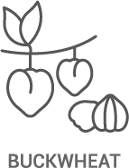 A line drawing of a buckwheat plant with hearts and leaves.