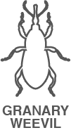 A black and white drawing of a bug with the words granary weevil below it.