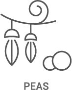A line drawing of peas hanging from a string.