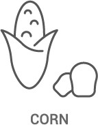 A line drawing of a corn cob and kernels.