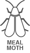 A black and white drawing of a moth with the words `` meal moth '' below it.