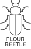 A black and white drawing of a beetle with the words `` flour beetle '' below it.