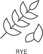A line drawing of a rye plant with leaves.