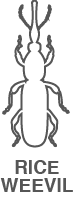 A black and white drawing of a beetle with the words `` rice weevil '' below it.