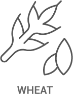 A line drawing of a wheat plant with leaves.