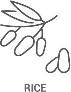 A line drawing of an olive branch with leaves and rice.