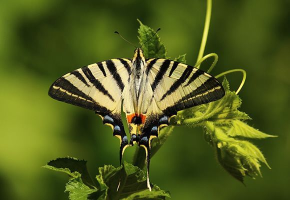 A black and white butterfly is perched on a green leaf
