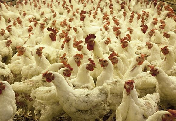 A large flock of white chickens with red crests