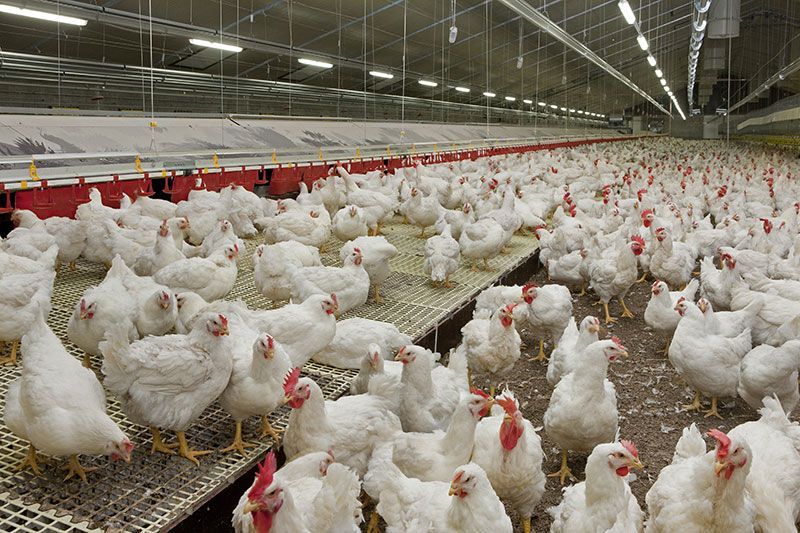 A large flock of white chickens in a chicken coop