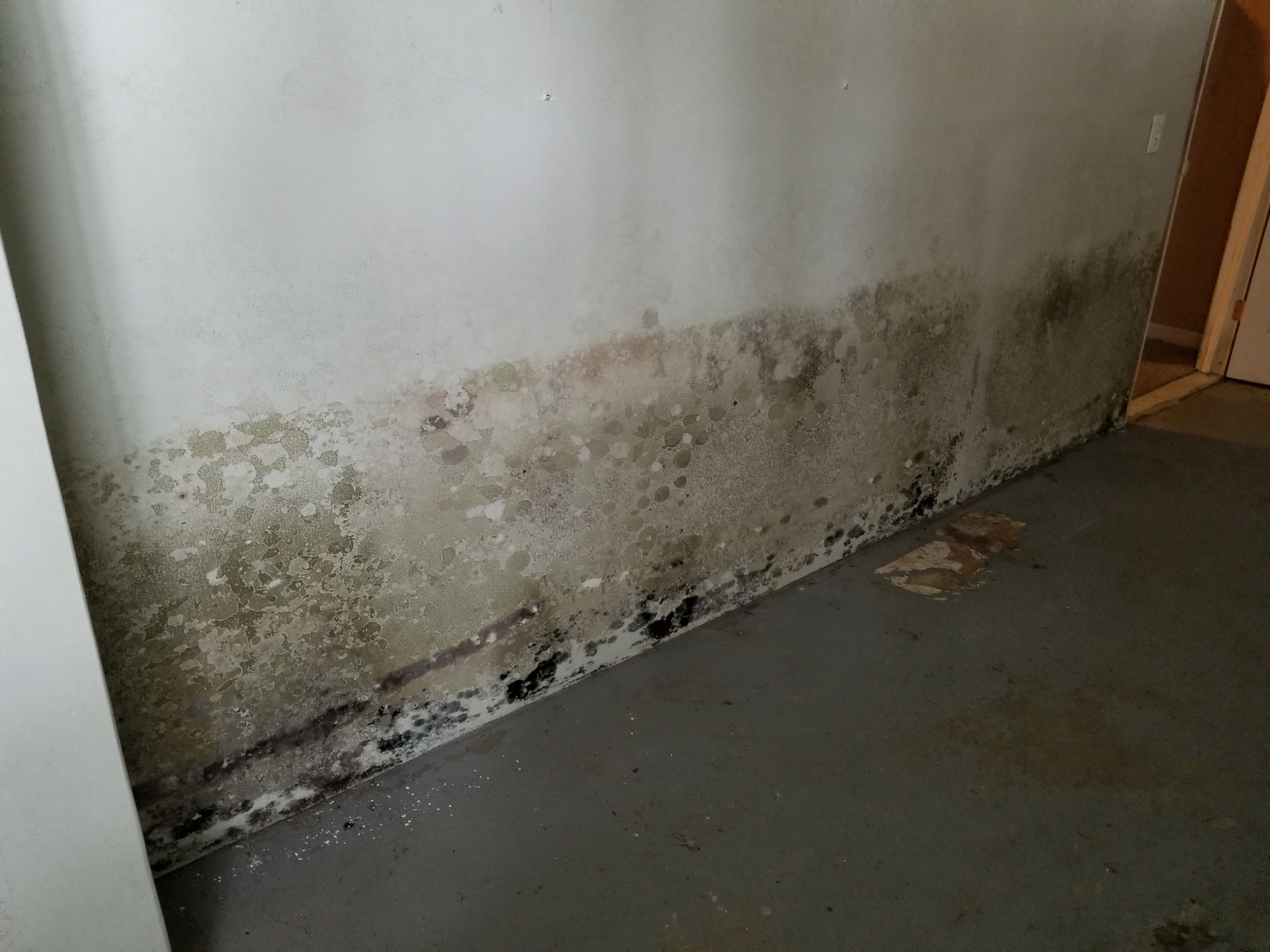 Moldy wall in a room, with dark discoloration at the base and signs of water damage.