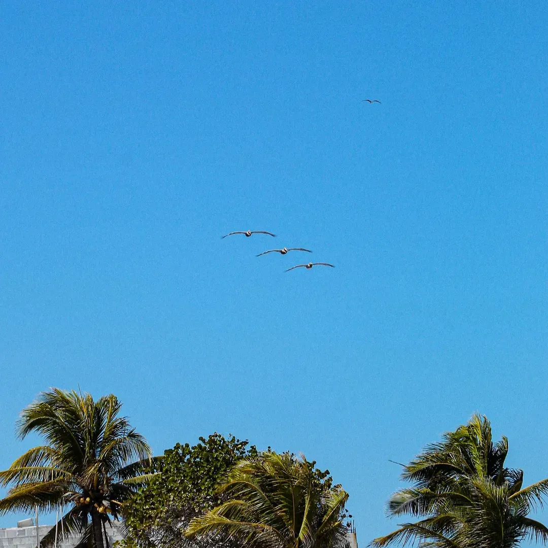 Aves volando en la orilla de la playa de chuburná